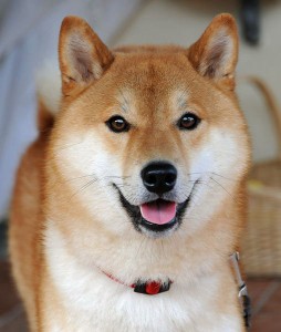 Shiba Inu