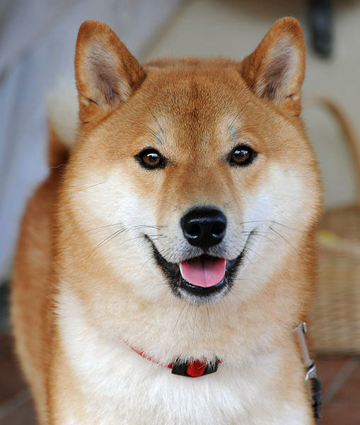 Cute Shiba Inu X Akita