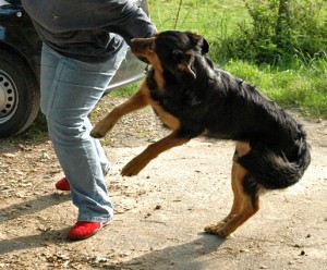 anspringen abgewöhnen ist vor allem bei großen hunden nötig