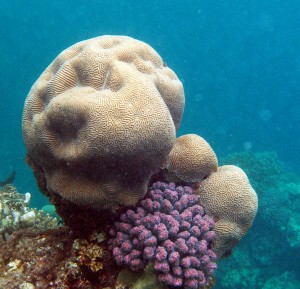 Korallen im Roten Meer