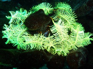 Federstern im Korallenriff