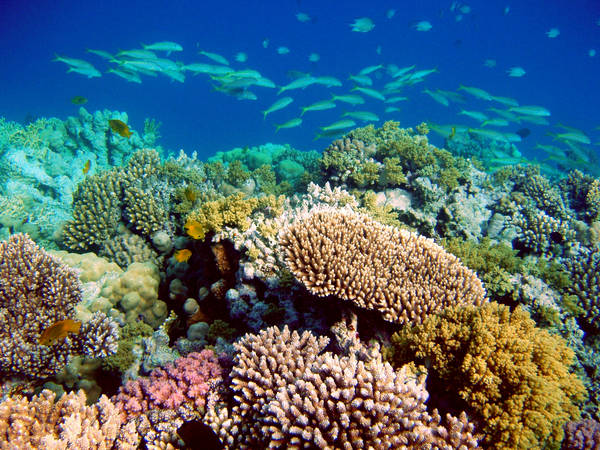 Was Sind Korallenriffe