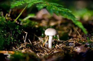 Ökosystem Wald - ein Stück Waldboden im Herbst