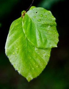 der Aufbau einer Pflanze: das Blatt