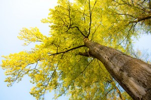 die Buche ist Teil der Wald Geschichte in Europa