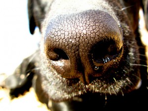 die Nase des Hundes ist optimiert für Nasenarbeit
