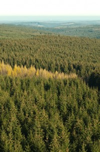 Fichtenwald im Sauerland