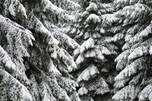 die biegsamen, leicht abwärts geneigten Äste verhindern Schneebruch