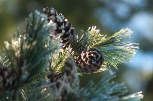 Kiefernzapfen im Winter