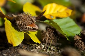 Bucheckern im Herbst