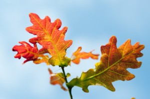 Eichenlaub im Herbst