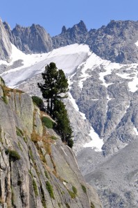 Kiefer in den Alpen: kaum ein anderer Baum würde hier oben im Fels überleben