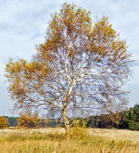 Birke im Freistand