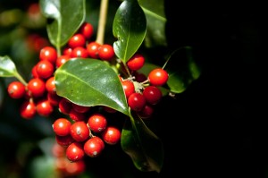 Beeren; Blätter weiter oben am Baum haben meist glatte Ränder 