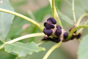 typische, schwarze Knospen der Esche