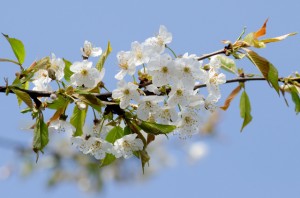 Kirschblüten