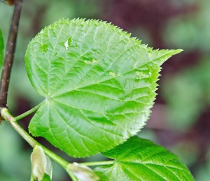 Blatt der Winterlinde