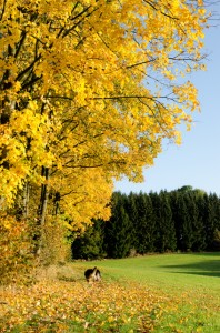 Ahorn im Herbst