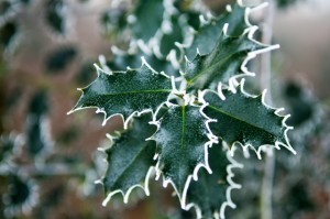 Ilex im Winter