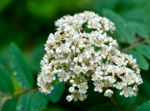 die Blüten sind auch bei Käfern beliebt