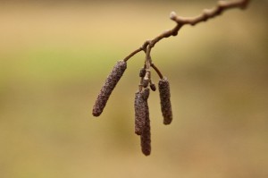 Erlen-Kätzchen im Winter