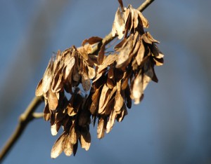 Fruchtstand der Esche im Winter