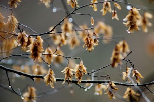 weibliche Blütenstände mit Samen im Winter