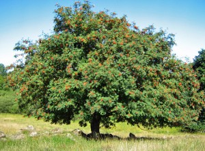 Eberesche mit reifen, roten Beeren