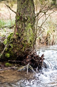 Erlen vertragen auch Staunässe