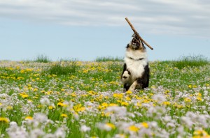 auch die Aktivität des Hundes spielt bei der Ernährung eine Rolle