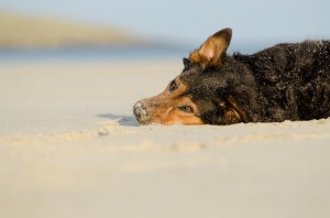 Hunde sind an fast allen Stränden willkommen