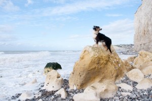 In Frankreich sind Hunde am Meer vielerorts kein Problem