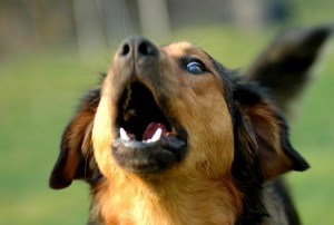 Hunde, die bellen, beißen nicht?