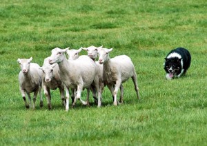 Border Collies sind meist keine guten Wachhunde