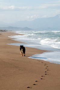 Peloponnes, in der Nebensaison kann auch Griechenland einen traumhaften Strandurlaub mit Hund bieten. 