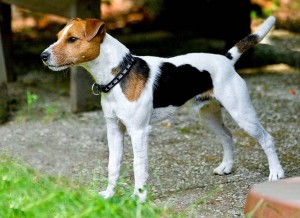 Parson Russell Terrier