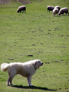 ein Herdenschutzhund imponiert schon alleine durch Anwesenheit