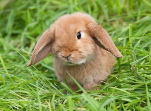 Kaninchen dürfen auch ohne Zustimmung des Vermieters gehalten werden