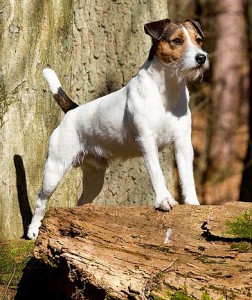 ein Garten ersetzt weder Spaziergänge, noch Beschäftigung mit dem Hund