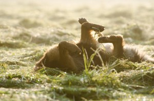 Wann hat der Hund keine Lebensfreude mehr? Nicht immer leicht zu beantworten...