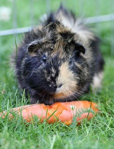 Meerschweinchen freuen sich über Abwechslung