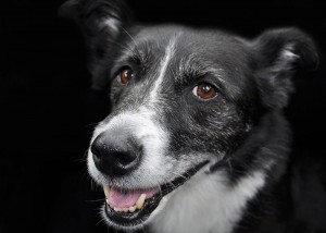 Ein Hund im Alter kann viel Pflege brauchen