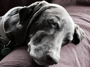 Alte Hunde haben ein großes Ruhebedürfnis