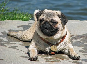 Hunde kommen selten ganz sauber vom Spaziergang