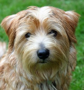 Norfolk Terrier