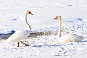 ein kleines Wunder: Vögel frieren am Eis nicht fest 