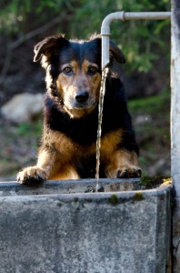 Auch Hunde brauchen auf Wanderungen ausreichend Wasser.