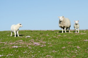 Schafe trifft man freilaufend fast überall in Schottland