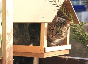 Katze auf der Jagd.