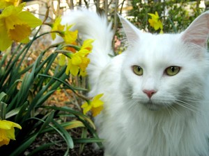 Einige Nassfutter sind speziell an Aktivität und Alter der Katze angepasst.